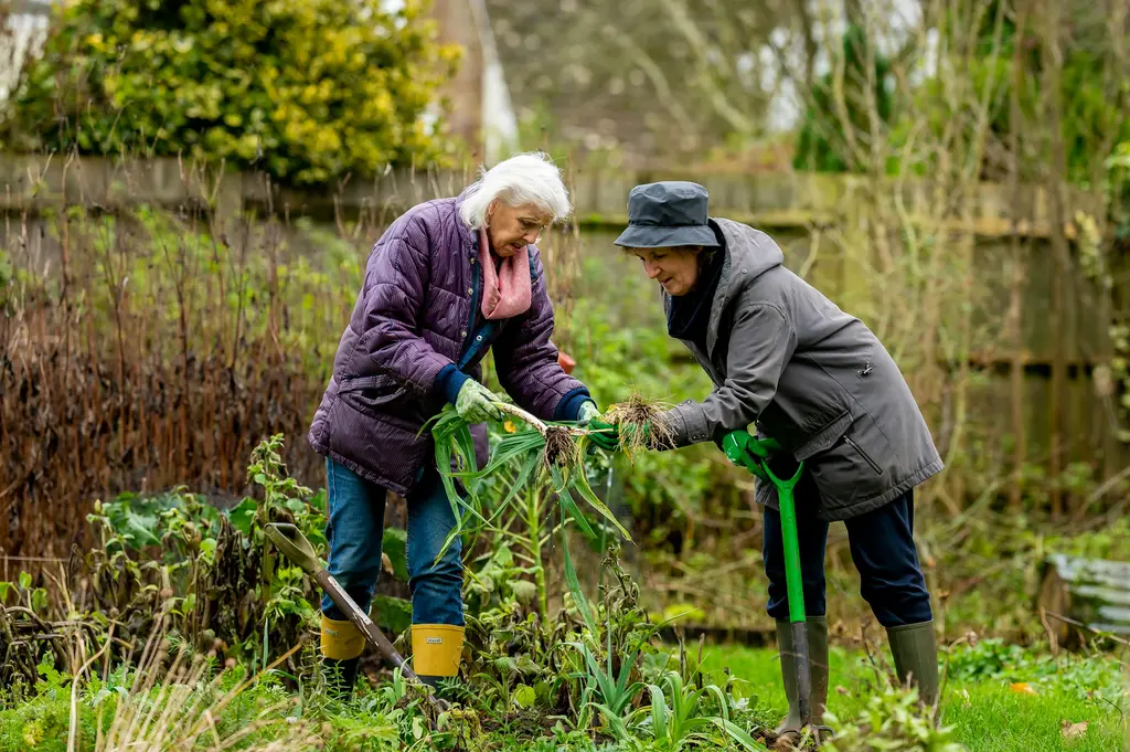 Two older women work side by side on a garden allotment.